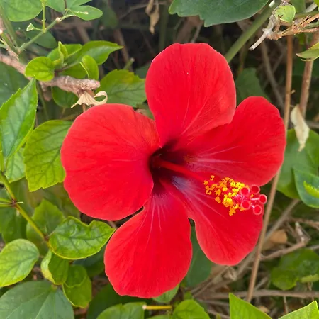 Appartement Numancia1- 3b *